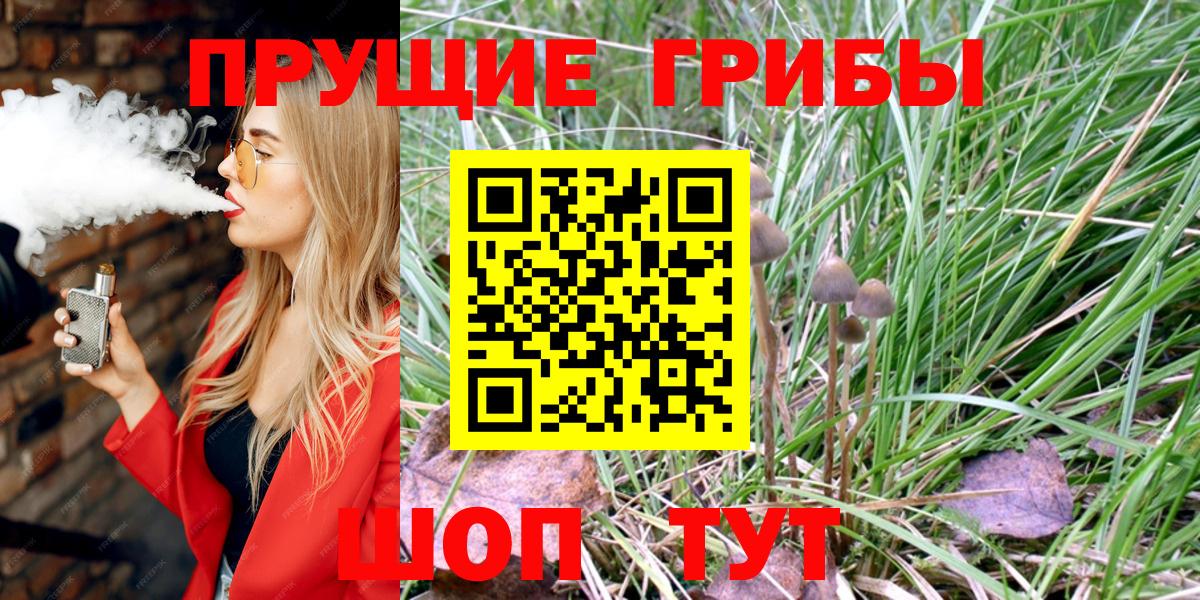 Псилоцибиновые грибы Psilocybe Киселёвск